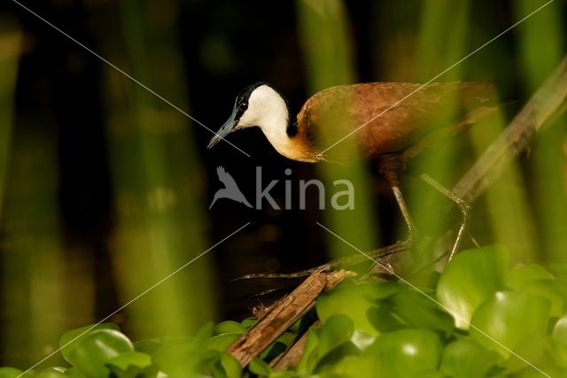 Afrikaanse Jacana