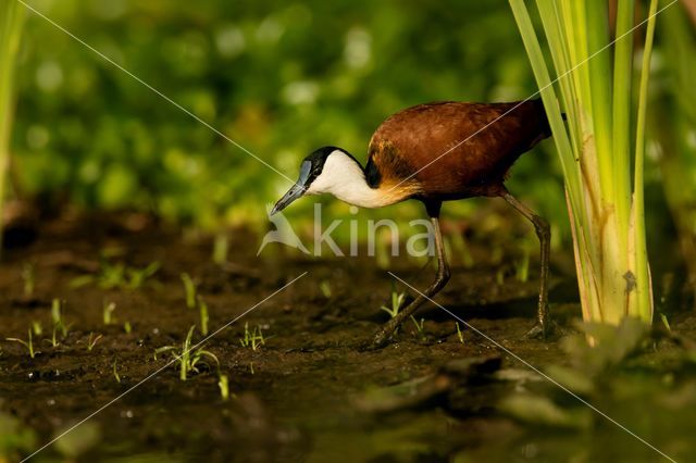 Afrikaanse Jacana