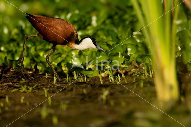 Afrikaanse Jacana