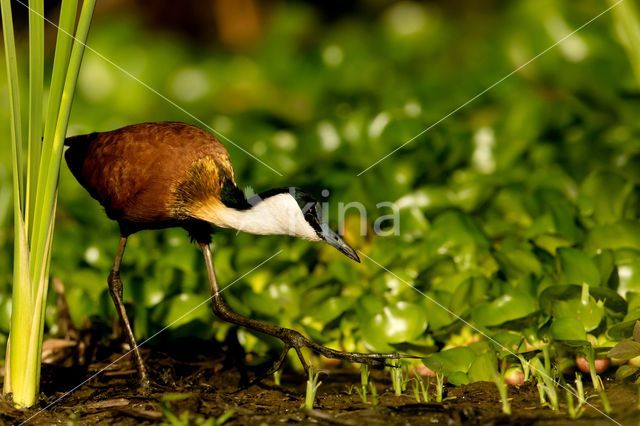 African jacana (Actophilornis africanus)