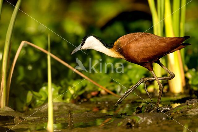 Afrikaanse Jacana