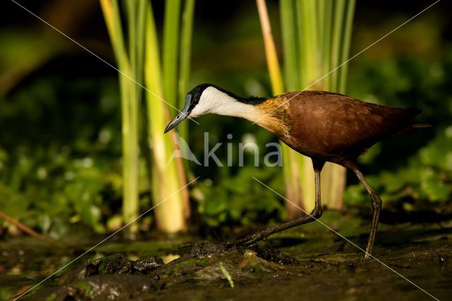 African jacana (Actophilornis africanus)