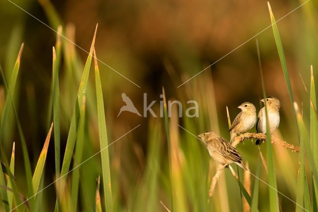 Northern Red Bishop (Euplectes franciscanus)