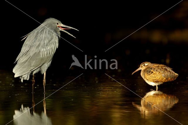 Black Heron / Black Egret (Egretta ardesiaca)