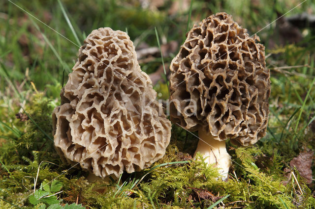 Common morel (Morchella esculenta)