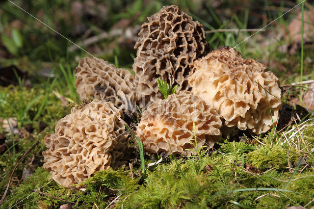 Gewone morielje (Morchella esculenta)