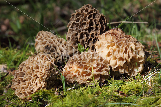 Gewone morielje (Morchella esculenta)