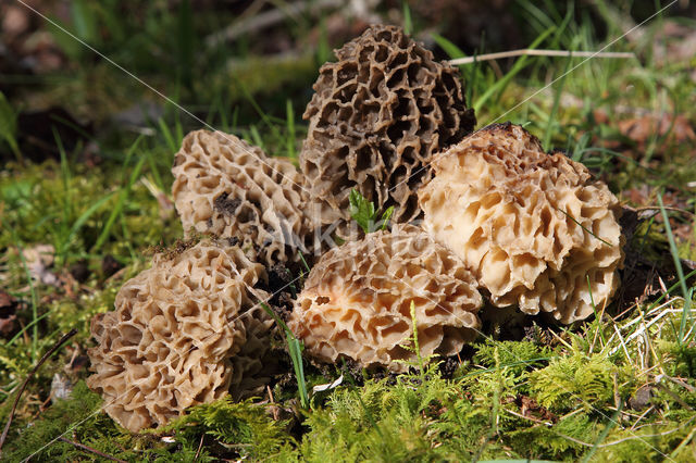 Gewone morielje (Morchella esculenta)