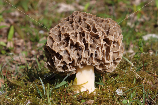 Common morel (Morchella esculenta)