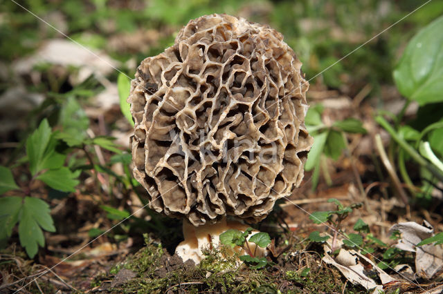 Gewone morielje (Morchella esculenta)