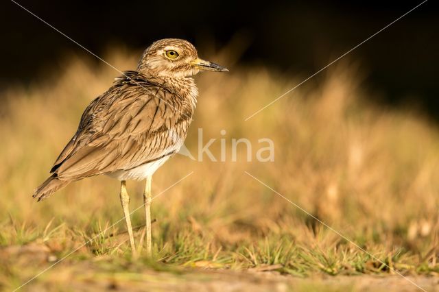 Senegal Thick-knee (Burhinus senegalensis)