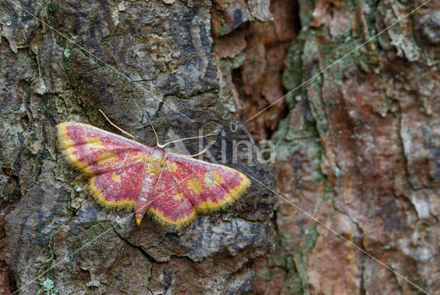 Purple-bordered Gold (Idaea muricata)