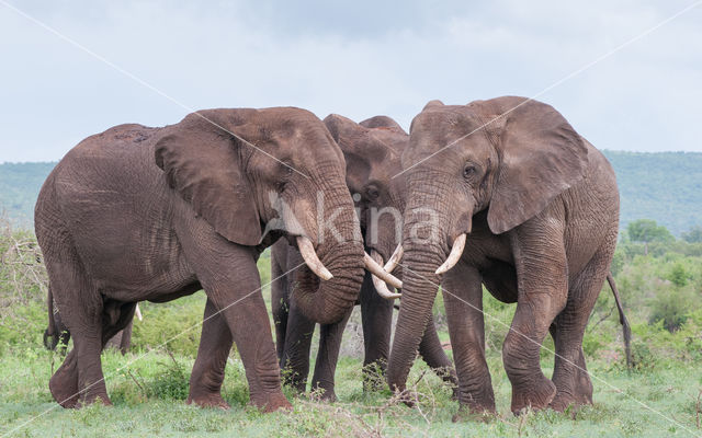 Afrikaanse olifant (Loxodonta africana)