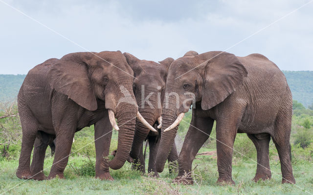 Afrikaanse olifant (Loxodonta africana)