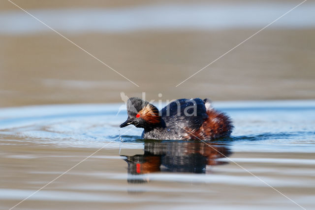 Geoorde Fuut (Podiceps nigricollis)