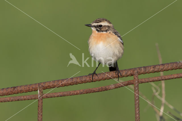 Whinchat (Saxicola rubetra)