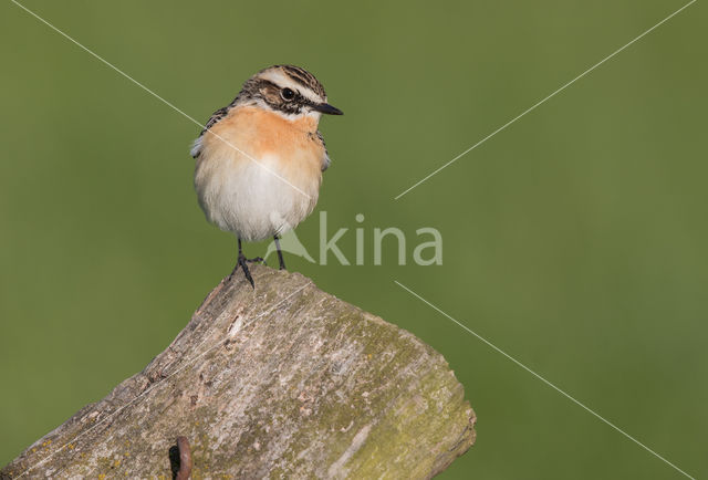 Whinchat (Saxicola rubetra)