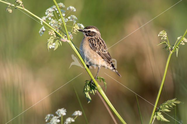 Whinchat (Saxicola rubetra)