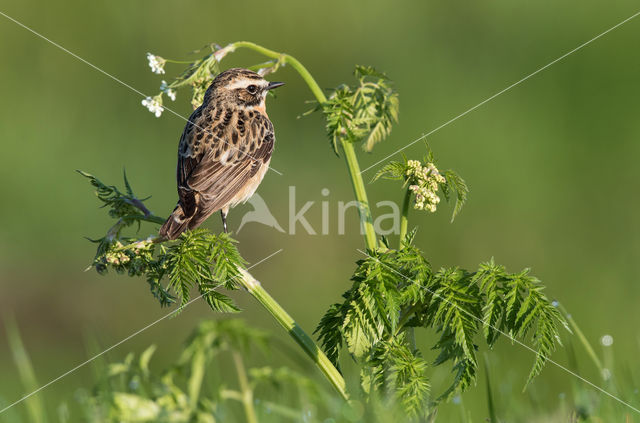 Paapje (Saxicola rubetra)