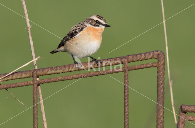 Whinchat (Saxicola rubetra)