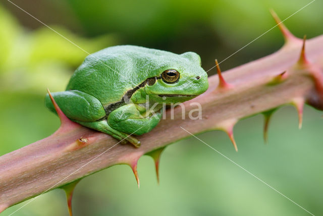 Europese boomkikker (Hyla arborea)