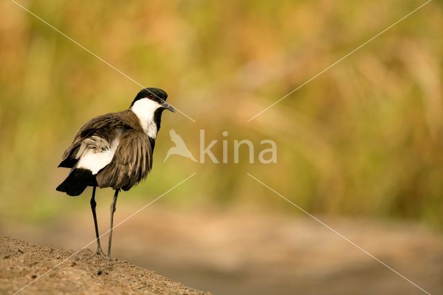 Spur-winged Plover (Vanellus spinosus)