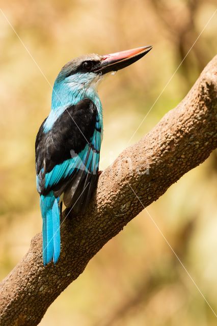 Blue-breasted Kingfisher (Halcyon malimbica)