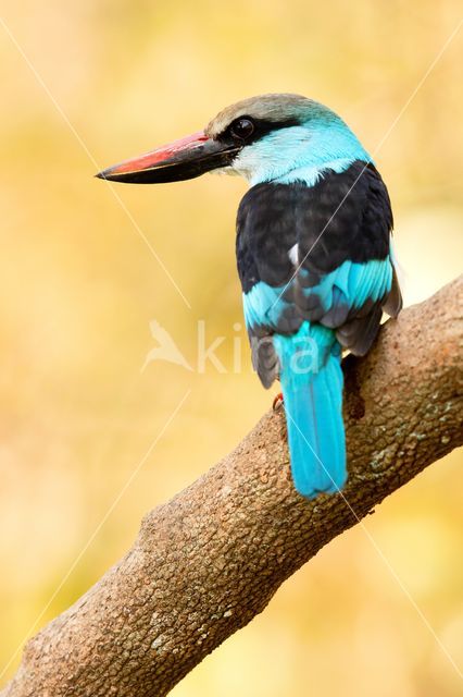 Blue-breasted Kingfisher (Halcyon malimbica)