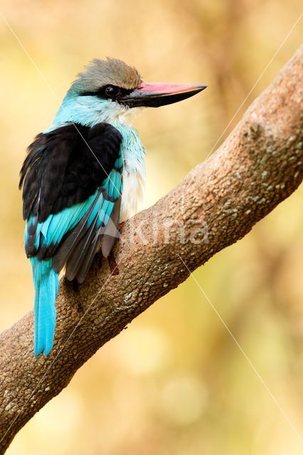 Blue-breasted Kingfisher (Halcyon malimbica)