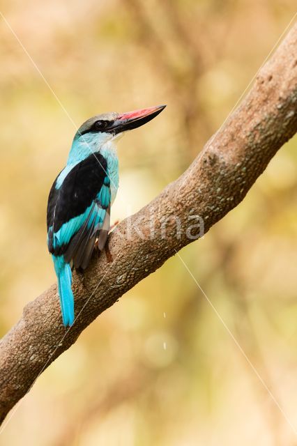 Blue-breasted Kingfisher (Halcyon malimbica)