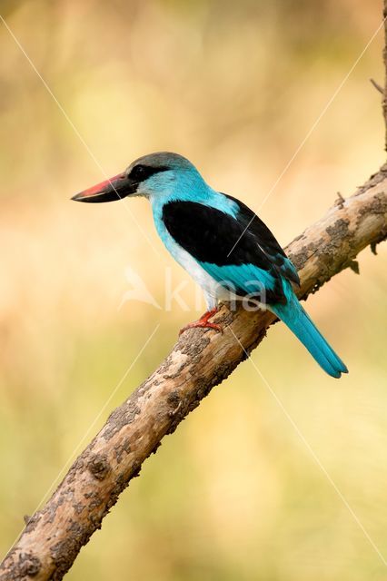 Blue-breasted Kingfisher (Halcyon malimbica)