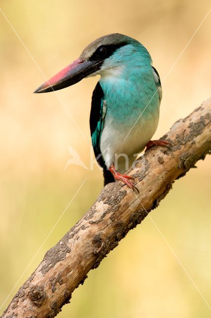 Blue-breasted Kingfisher (Halcyon malimbica)