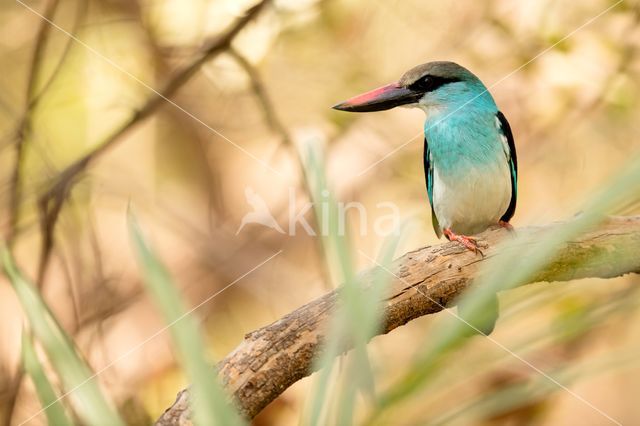 Blue-breasted Kingfisher (Halcyon malimbica)