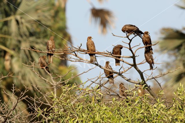 Zwarte Wouw (Milvus migrans)