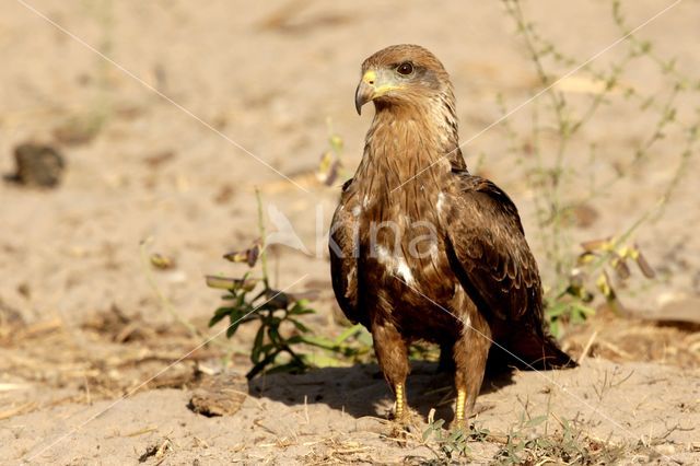 Black Kite (Milvus migrans)