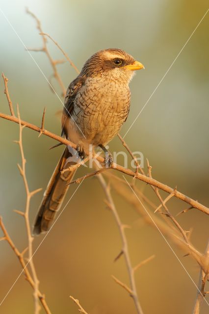 Yellow-billed Shrike (Corvinella corvina)