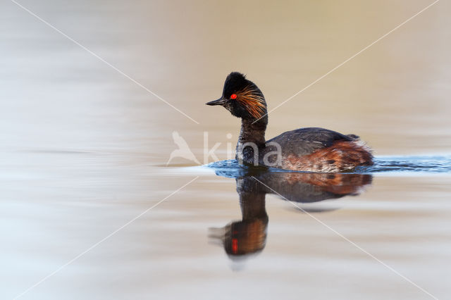 Geoorde Fuut (Podiceps nigricollis)