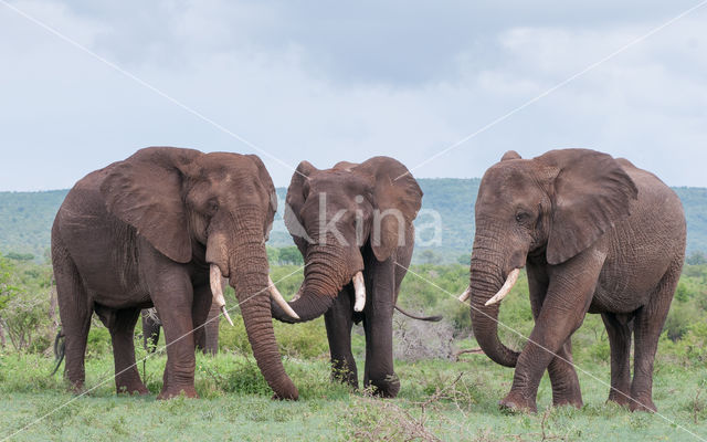 Afrikaanse olifant (Loxodonta africana)