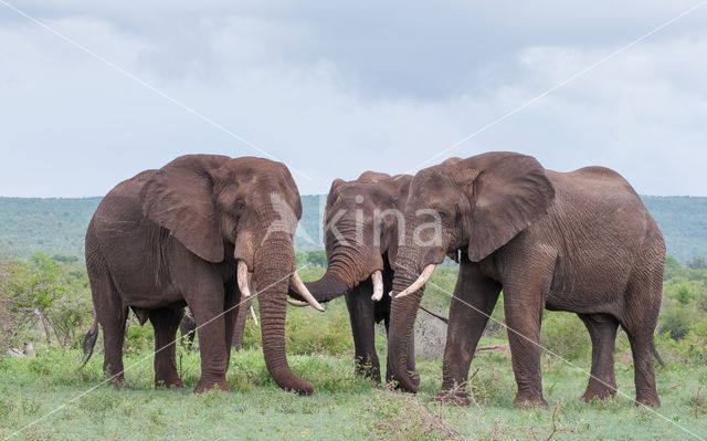 Afrikaanse olifant (Loxodonta africana)