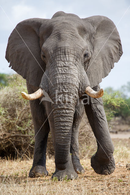 African elephant (Loxodonta africana)