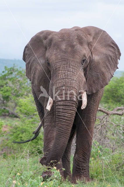 African elephant (Loxodonta africana)