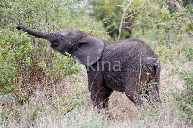 Afrikaanse olifant (Loxodonta africana)