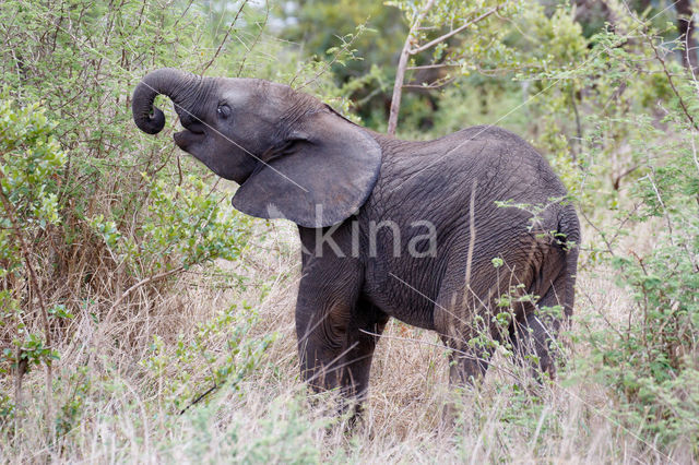 African elephant (Loxodonta africana)