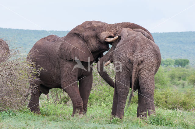 African elephant (Loxodonta africana)