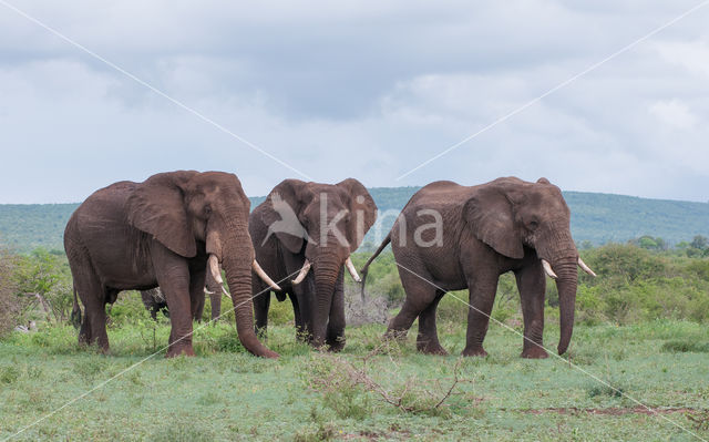 Afrikaanse olifant (Loxodonta africana)