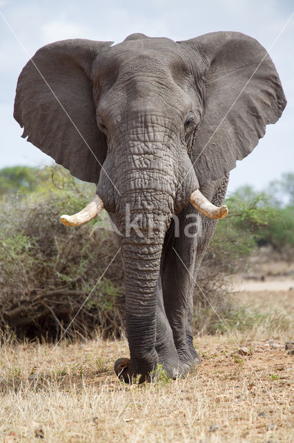 Afrikaanse olifant (Loxodonta africana)