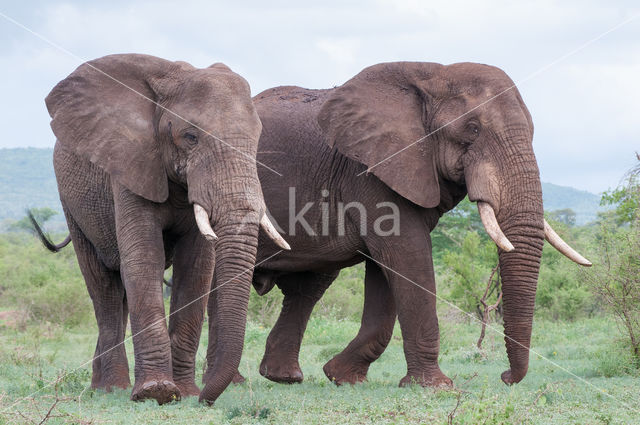 Afrikaanse olifant (Loxodonta africana)