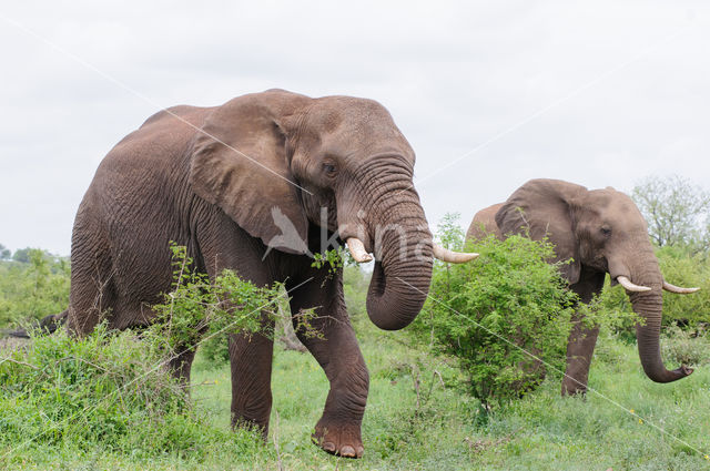 Afrikaanse olifant (Loxodonta africana)