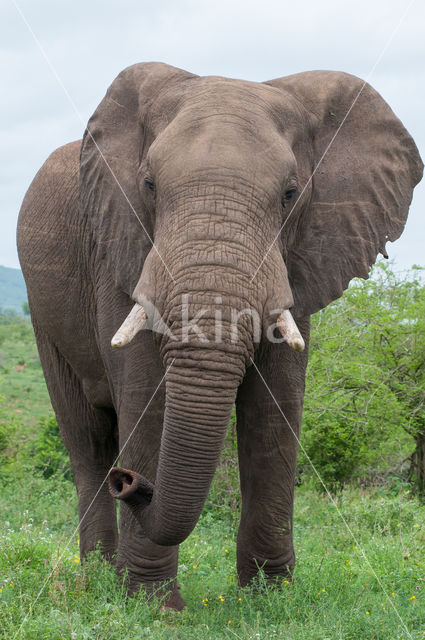 Afrikaanse olifant (Loxodonta africana)