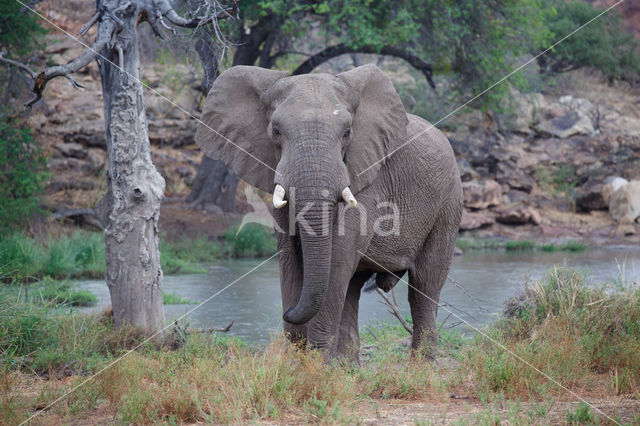 Afrikaanse olifant (Loxodonta africana)